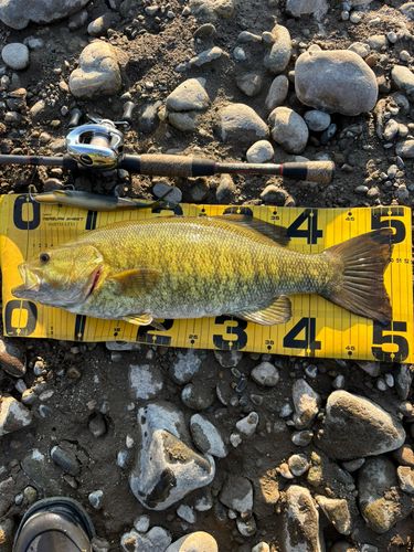 スモールマウスバスの釣果