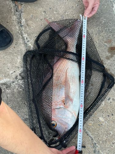 タイの釣果