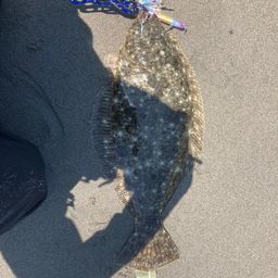 ヒラメ