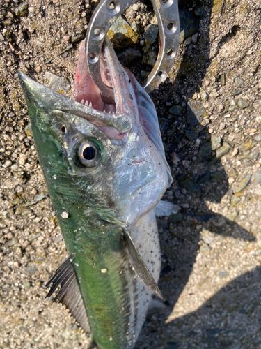 サゴシの釣果