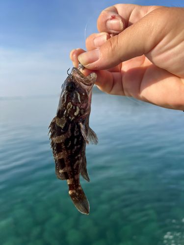 クエの釣果