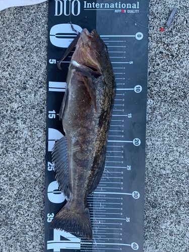 アイナメの釣果