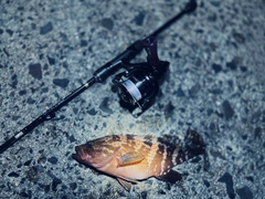 アコウの釣果