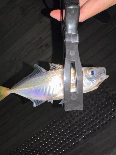 マアジの釣果