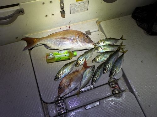 アジの釣果