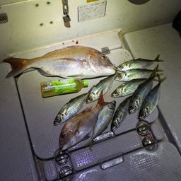 アジ