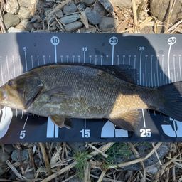 スモールマウスバス