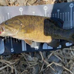 スモールマウスバス