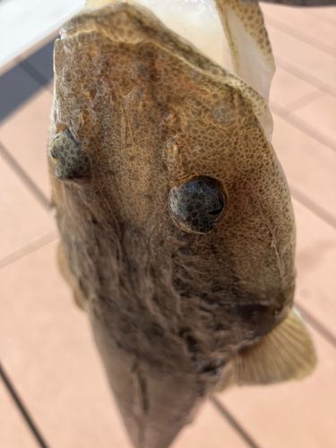 マゴチの釣果