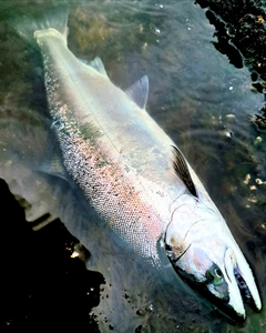 サクラマスの釣果