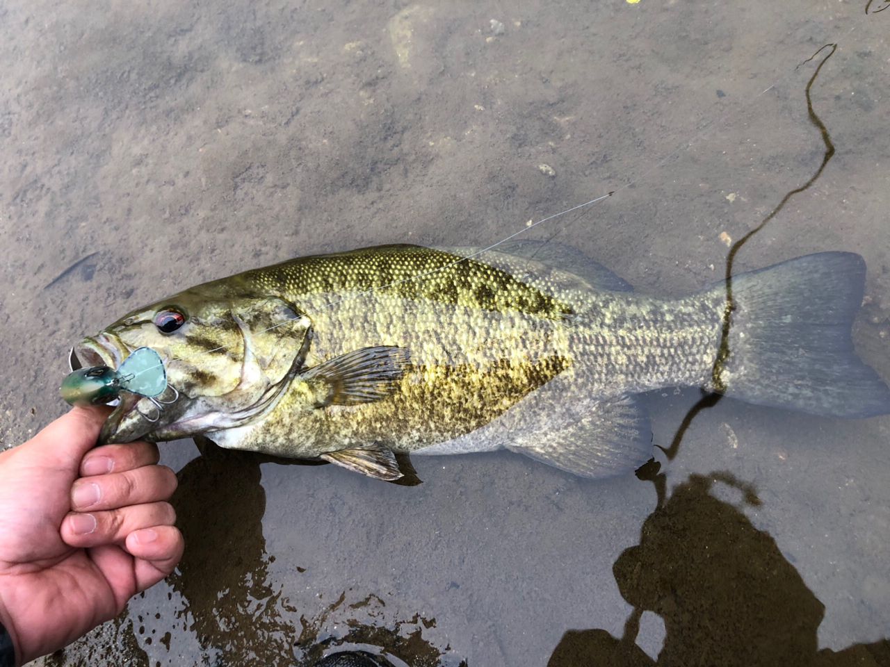 スモールマウスバス