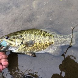 スモールマウスバス