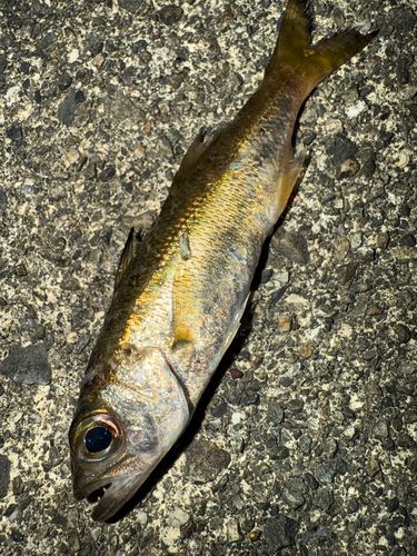 ムツの釣果