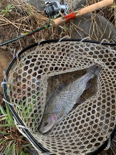 ニジマスの釣果