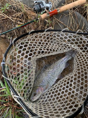 ニジマスの釣果