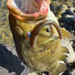 スモールマウスバス