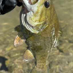 スモールマウスバス