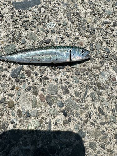 サバの釣果