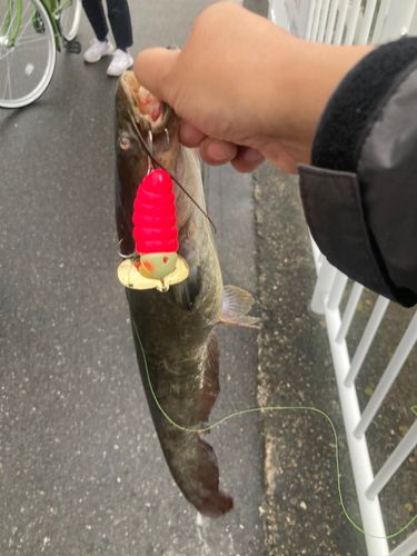 ニホンナマズの釣果