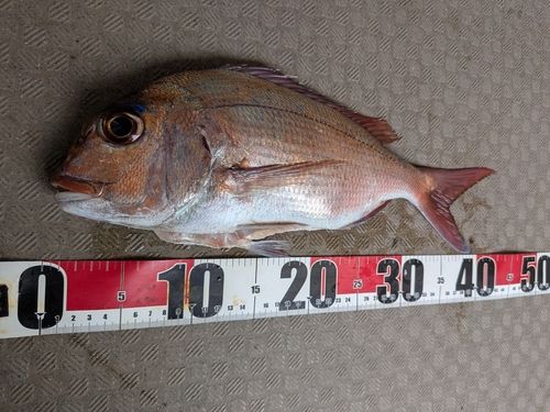 釣果