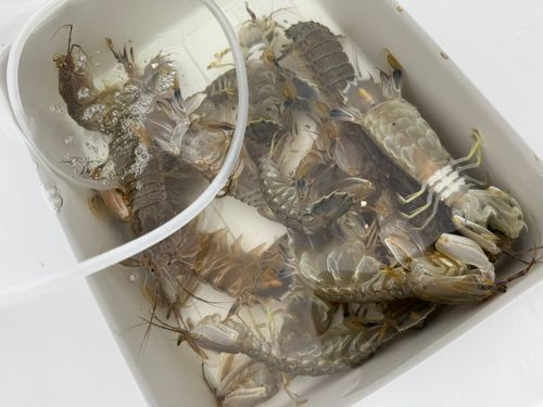 シャコエビの釣果