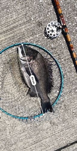 クロダイの釣果