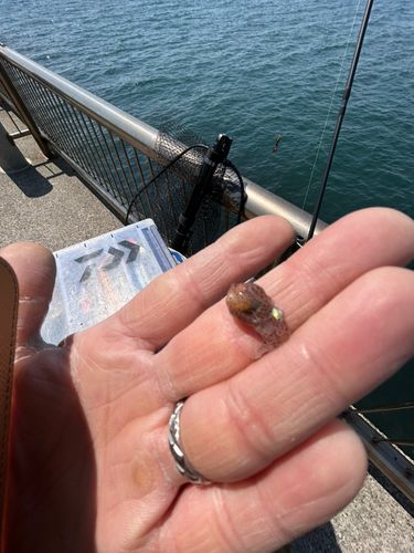 ミミイカの釣果