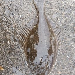 イシガレイ
