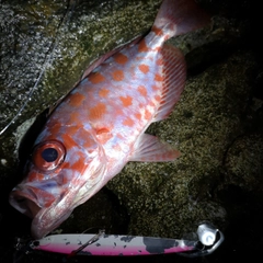 ゴマヒレキントキの釣果