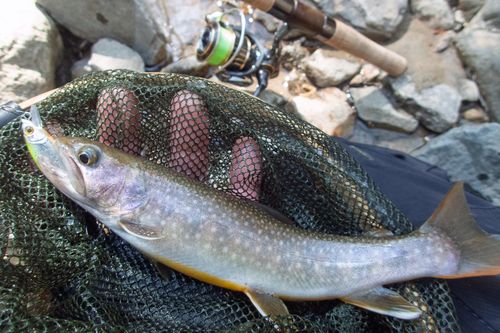 イワナの釣果