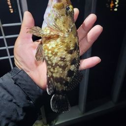 カサゴ