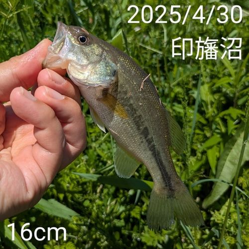 ブラックバスの釣果