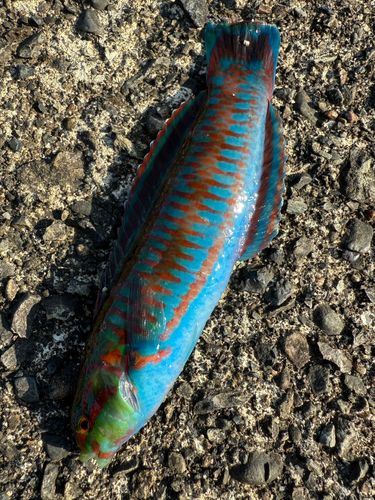 ニシキベラの釣果