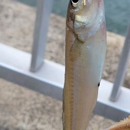シロギス