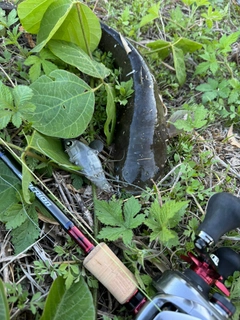 ナマズの釣果