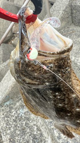 ヒラメの釣果
