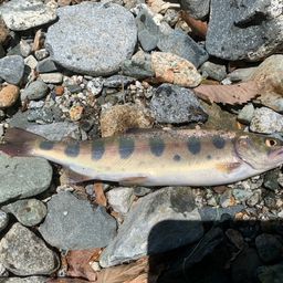 ヤマメ