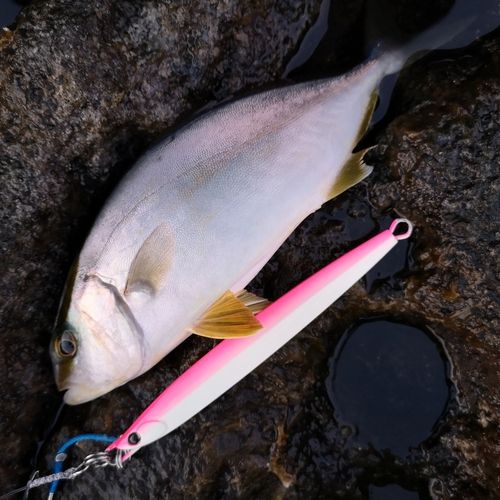 カンパチの釣果