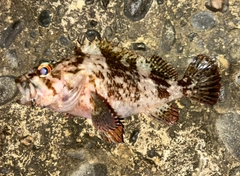 ヨロイメバルの釣果