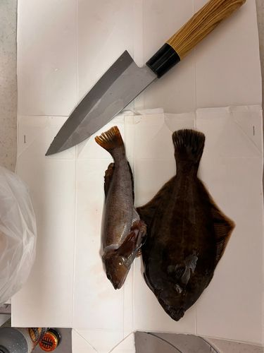 マガレイの釣果
