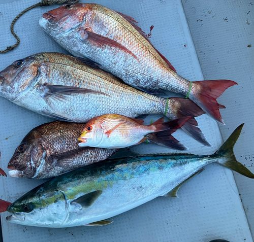 タイの釣果