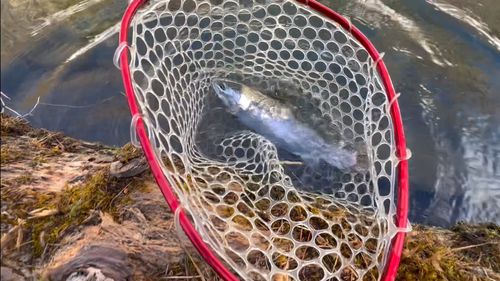 ニジマスの釣果