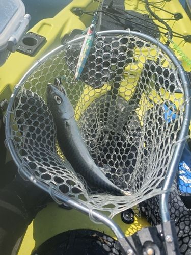 サバの釣果
