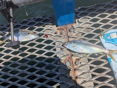 コノシロの釣果
