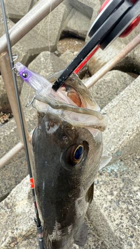 マルスズキの釣果