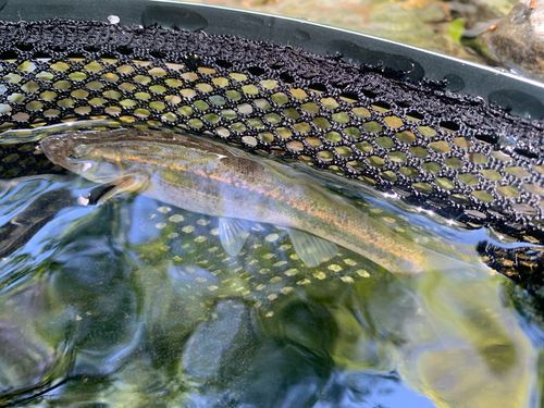 アブラハヤの釣果