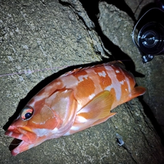 アカハタの釣果