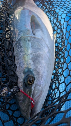 ハマチの釣果