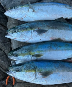 ブリの釣果