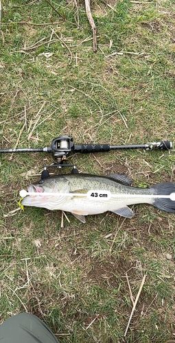 ブラックバスの釣果